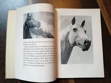 1935 Hauptgestüt Trakehnen * Hengste Vorwerke Zuchtbetrieb Herden * viele Fotos