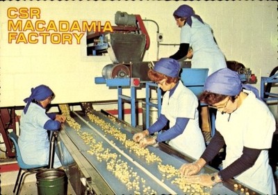 PC Queensland, Macadamia Nut Factory, Sunshine Plantation - 11564948