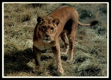 POSTCARD Lioness at Woodland Park Zoological Gardens, WA UNP