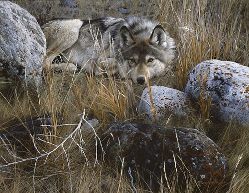 Carl Brenders One To One Gray Wolf Signed & Numbered With Certificate