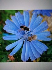 3 Common Chicory (blue daisy, COCH) seedling maxi plugs
