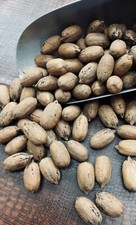 Fresh Crops New Mexico Pecans In Shell 1LB