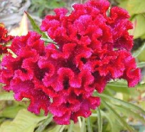 30+ TOREADOR COCKSCOMB / CELOSIA BLUMENSAMEN - Bild 1 von 1