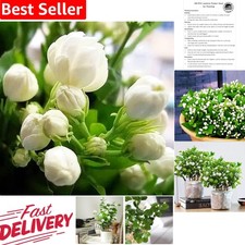 100 Climbing Jasmine Seeds - Fragrant, Evergreen Plant for Balconies  Gardens