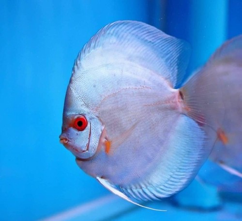 Pack of 1 Live Discus Fish - Blue Dimond Discus - Size 4in - 4.5in -USA Stock - Picture 3 of 3