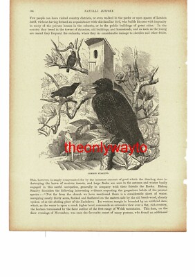 Gemeiner Star, Buchillustration (Druck), 1896