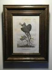 1805 Framed Rare Antique Copperplate Engraving,"The Flying Dragon", Amazing!!!!!