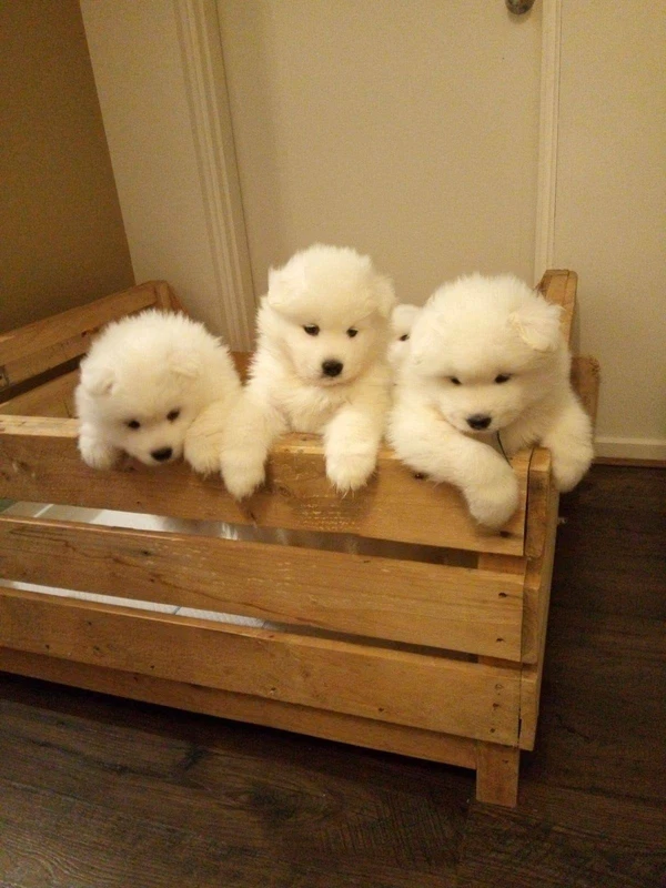 samoyed dog gumtree