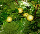 Yellow Passion Fruit Passiflora Edulis Flavicarpa 50 Seeds Maracuya
