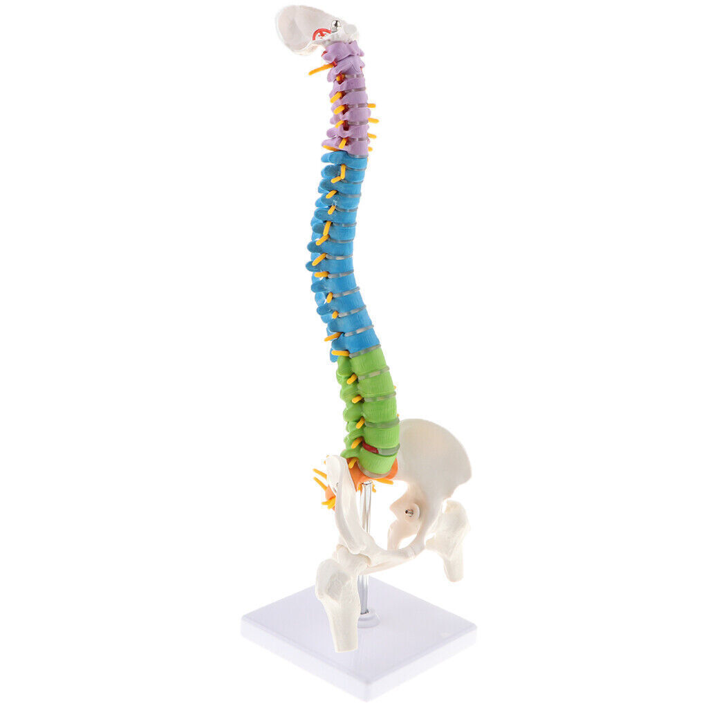 Mini 45cm Groß Anatomische Menschliche Wirbelsäule Modell Sammlerstücke 7