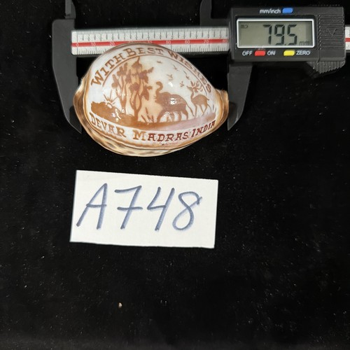 Carved Cypraea Tigris 79.5mm “Best Wishes Devar Madras India” (A748)