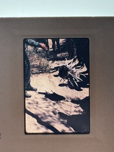 1968 Vietnam War Original Color Slide Soldiers Examining Captured Spike Trap