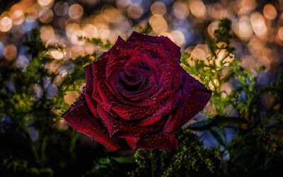 Anime Bokeh Close Up Red Flower Red Rose Rose  Gaming Mat Desk 1786