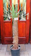Yucca filifera z Meksyku, 140cm, ukorzeniona!