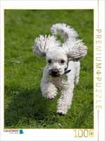 Calvendo Puzzle A White Poodle Running | 1000 Pieces, Finished Size 25.2 × 18.9