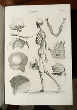1849 Stampa Antica Litografia"ANATOMIA "Tavola XII.SCHELETRO UMANO..BOCCA IN 8.