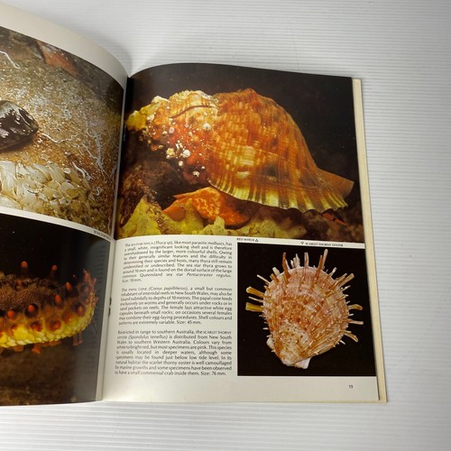 Shells in Australia by Neville Coleman - Bild 5 von 5