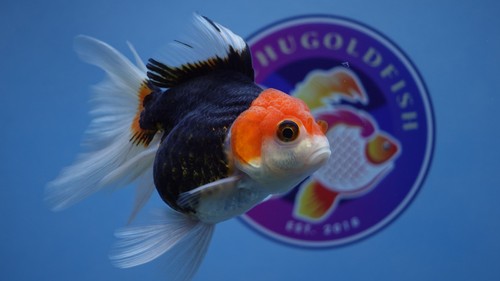 Goldfish Red/Black Rosetail Oranda Female - Picture 4 of 6