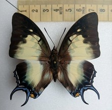 Butterflies for collectors | Butterfly taxidermy