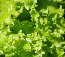 4000+ Lettuce Seeds - Leaf - Grand Rapids, Heirloom, non-GMO  Seeds