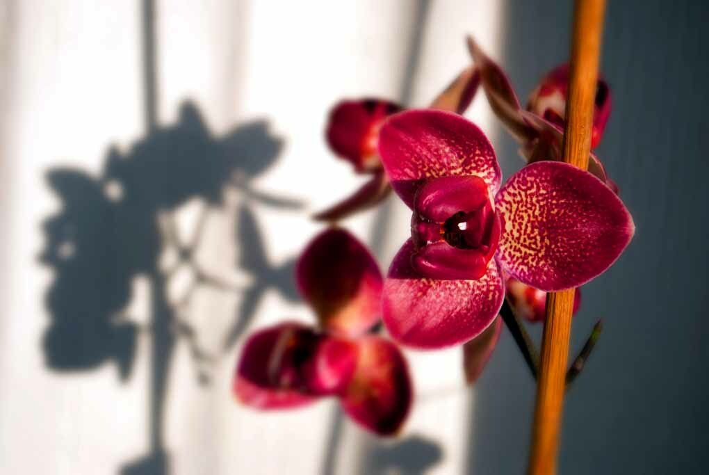 Planta con flores de orquídea roja púrpura fotografía estampado con imagen