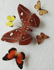  Moth & Butterfly Collection Set x5 (A-/A2) Ideal For Artwork Or  Photography. 