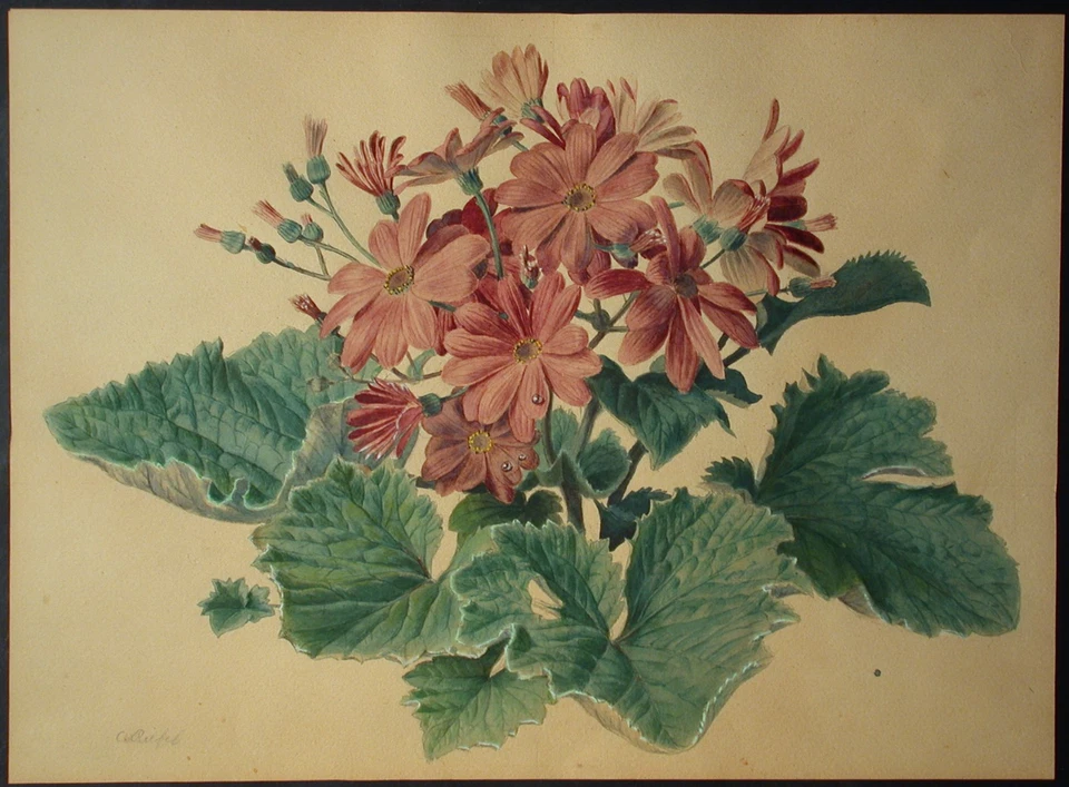 Carlos von RIEFEL (1903-1993) Rosa Zinerarie Blumen. - Bild 2 von 4