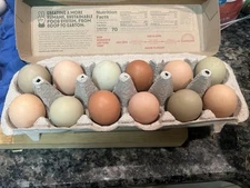 Hatching Eggs 12+ *RARE BREEDS* Ayam Cemani, Zombies, Lavender Orp & LAmericana