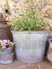 Vintage Tulip Pot, Rustic Weathered Garden Planter Terracotta Bulb Plant Pot