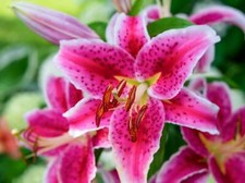 LILIUM Stargazer LILY LARGE BULBS PERENNIAL GARDEN PLANT SUMMER FLOWERING LILIES