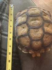 African Spurred tortoise (Sulcata) Shell