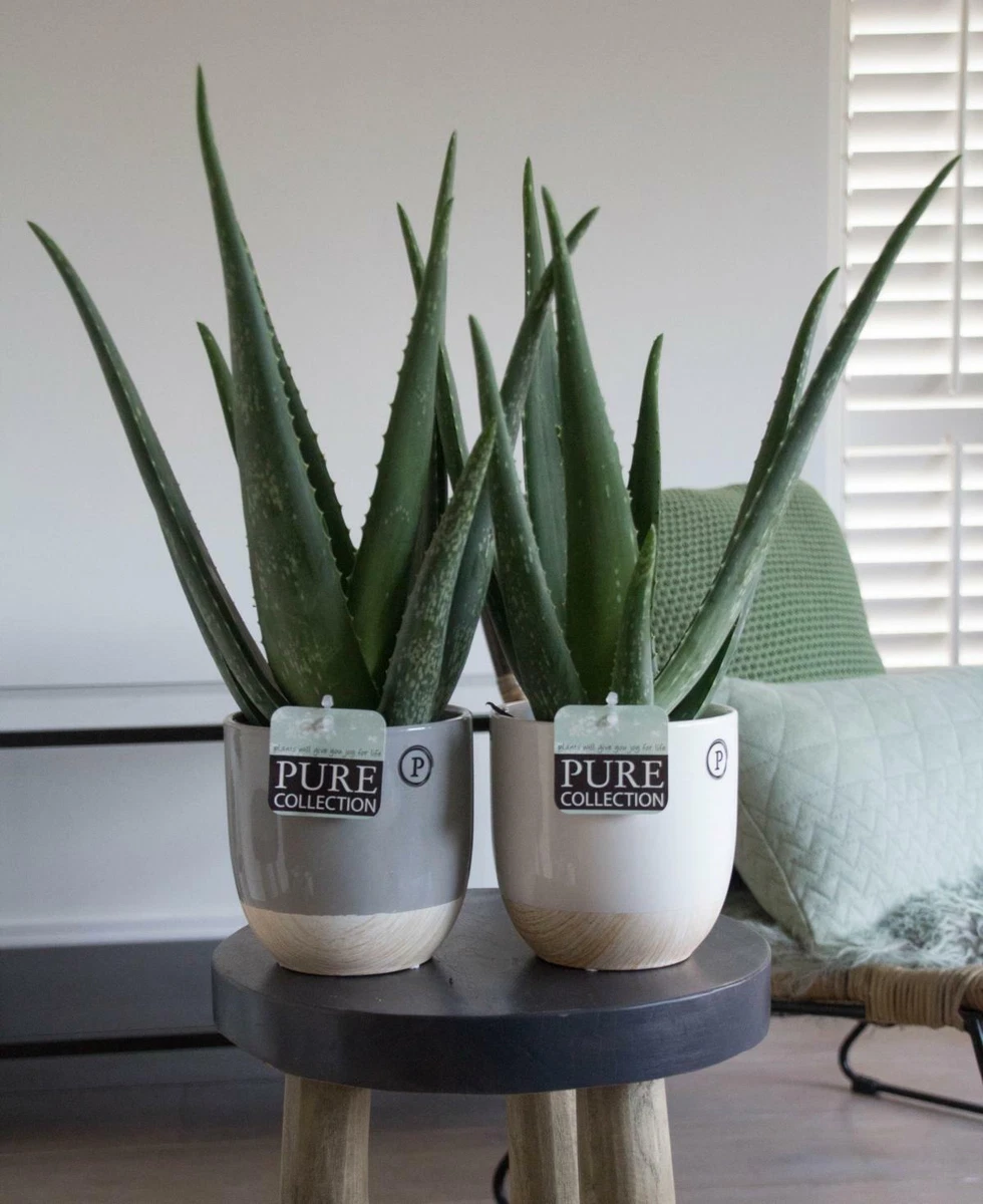 Pflanzen, Bume & Strucher mit niedrigem Wasserbedarf Aloe Kakteen &  Sukkulenten online kaufen | eBay