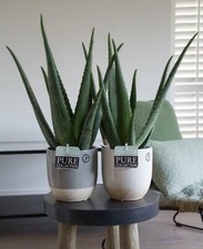 Aloe Vera Pflanze - echter Aloe Vera - Zimmerpflanze verschiedene Größen