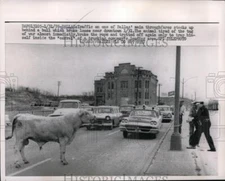 1959 Press Photo Bull causes traffic in Dallas