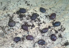 20 American Native Persimmon Tree STRATIFIED Seeds - Diospyros Virginiana