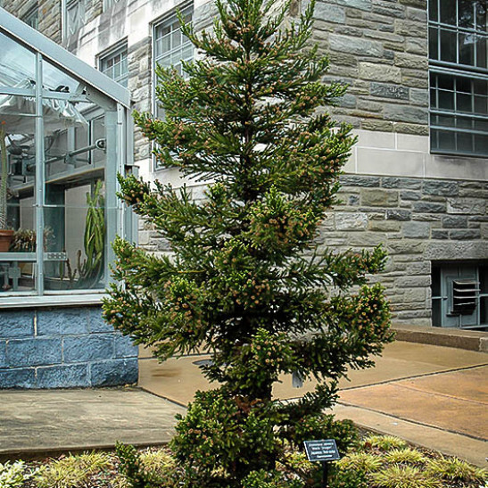 Black Dragon Cryptomeria ( japanese cedar - Starter Plant ( 7L