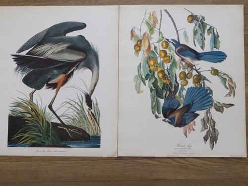 Audubon Folio 30 dipinti grandi uccellini testo di George Dock Jr 14x17 set completo - Foto 3 di 22