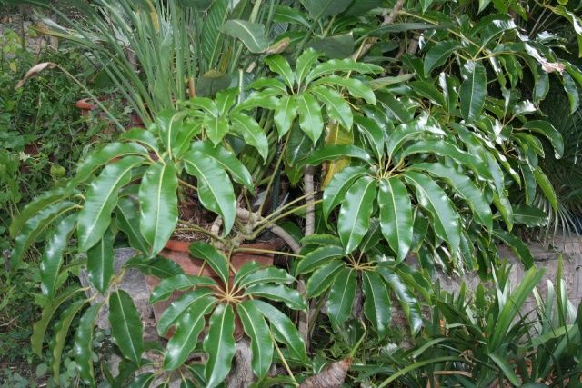 Schefflera pueckleri / Tupidanthus calyptratus MALLET FLOWER TREE Seeds! |  eBay