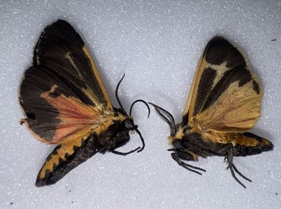 GH18 - Nails Tiger Moth Pair Male / Female - Apatensis nais
