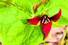 5 Red Trillium Bulbs (Trillium erectum) – Bare Root Wildflowers