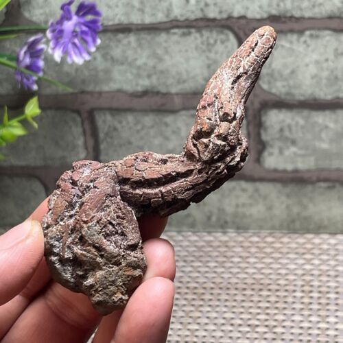 Best Rare Natural dinosaur dung coprolite Poop specimen 75g 93*32*21mm F112