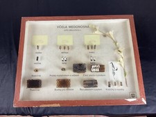 anciens dioramas éducatifs d abeille , entomologie c.1970 / Cabinet Curiosités