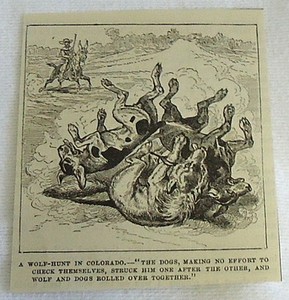 small 1882 magazine engraving ~ WOLF-HUNT IN COLORADO wolf & dogs rolling