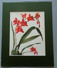 Red Flowers Orchid Plant Blooming Botanical Art 11 x 14 Matted Ready to Frame