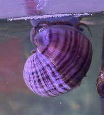 Purple Mystery Snails - 1" - 1.5" in Size