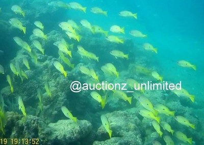 Digital Bild Bild Foto Pic Andaman Indien Unterwasser Korallen Leben...