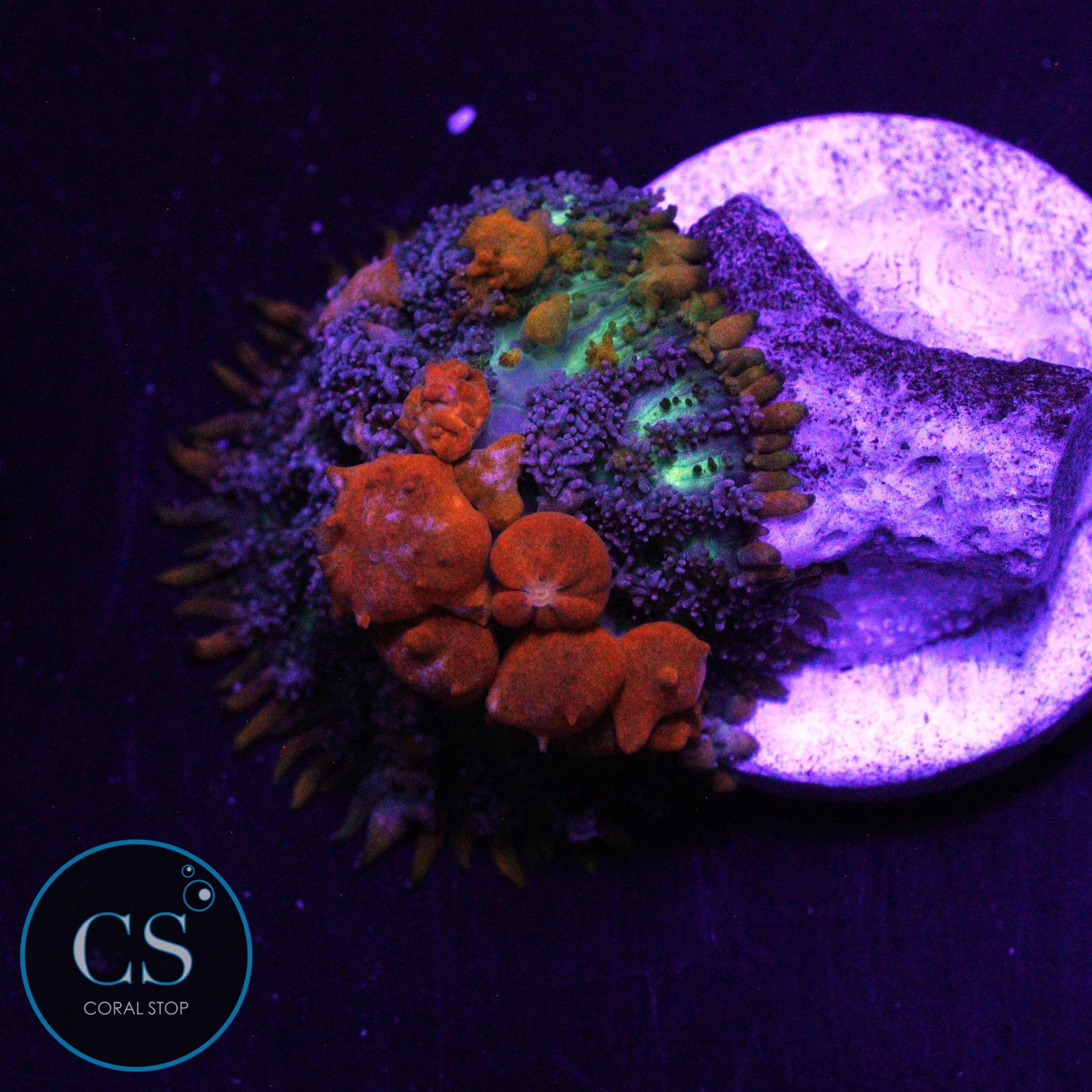 CS WWC SUNKIST BOUNCE MUSHROOM - WYSIWYG LIVE CORAL