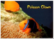 Clown Fish and Sea Anemone Colorful Underwater Continental Postcard A550