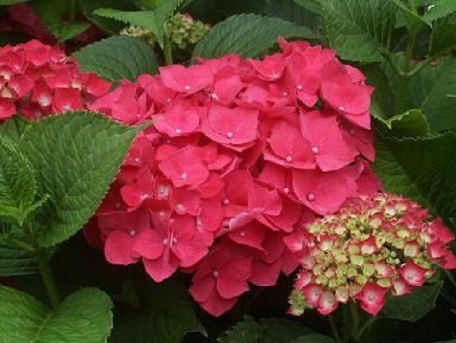 Pink Mophead Hydrangea Live Plant in Quart Pot - Masja Variety