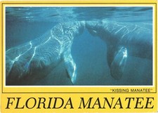 Florida The Florida Manatee The Mermaid of Columbus Vintage Postcard